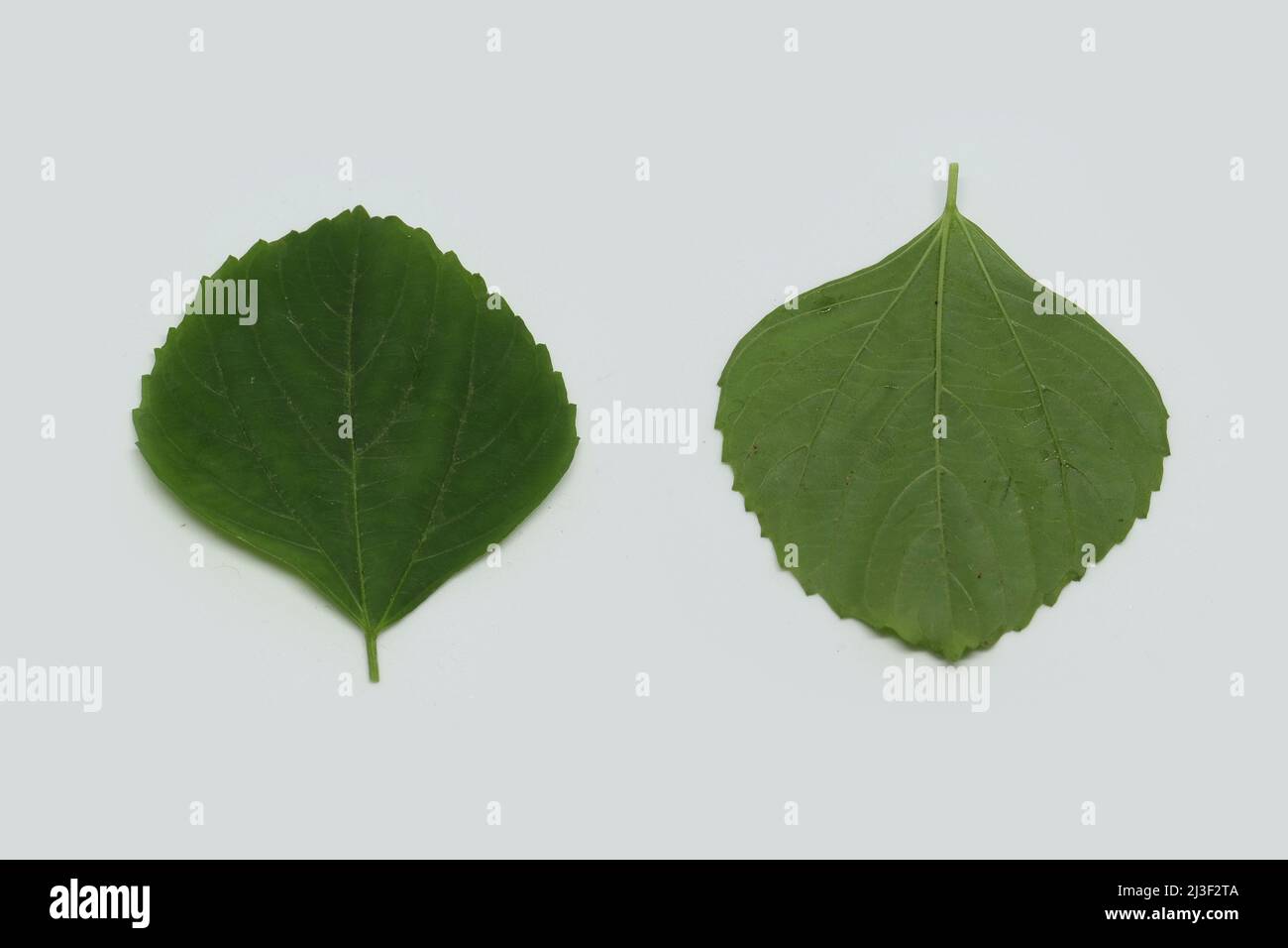 Indian Nettle, foglia, Acalypha indiano (ACALYPHA INDICA) foglie medicinali usi. Dal trattamento del freddo, tosse e pelle. Con sfondo bianco Foto Stock