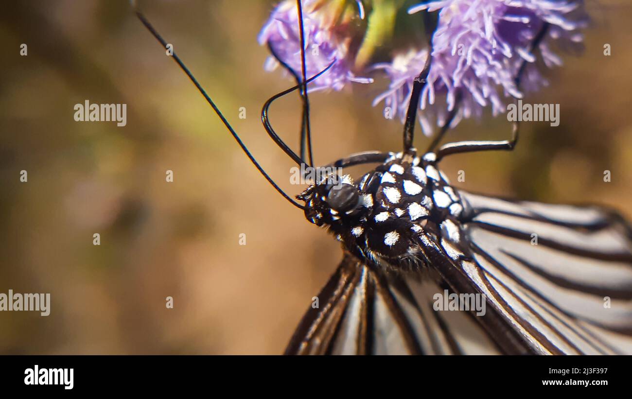 Farfalla nettare sul fiore. Tigre glassy farfalla ( parantica aglea ) Foto Stock
