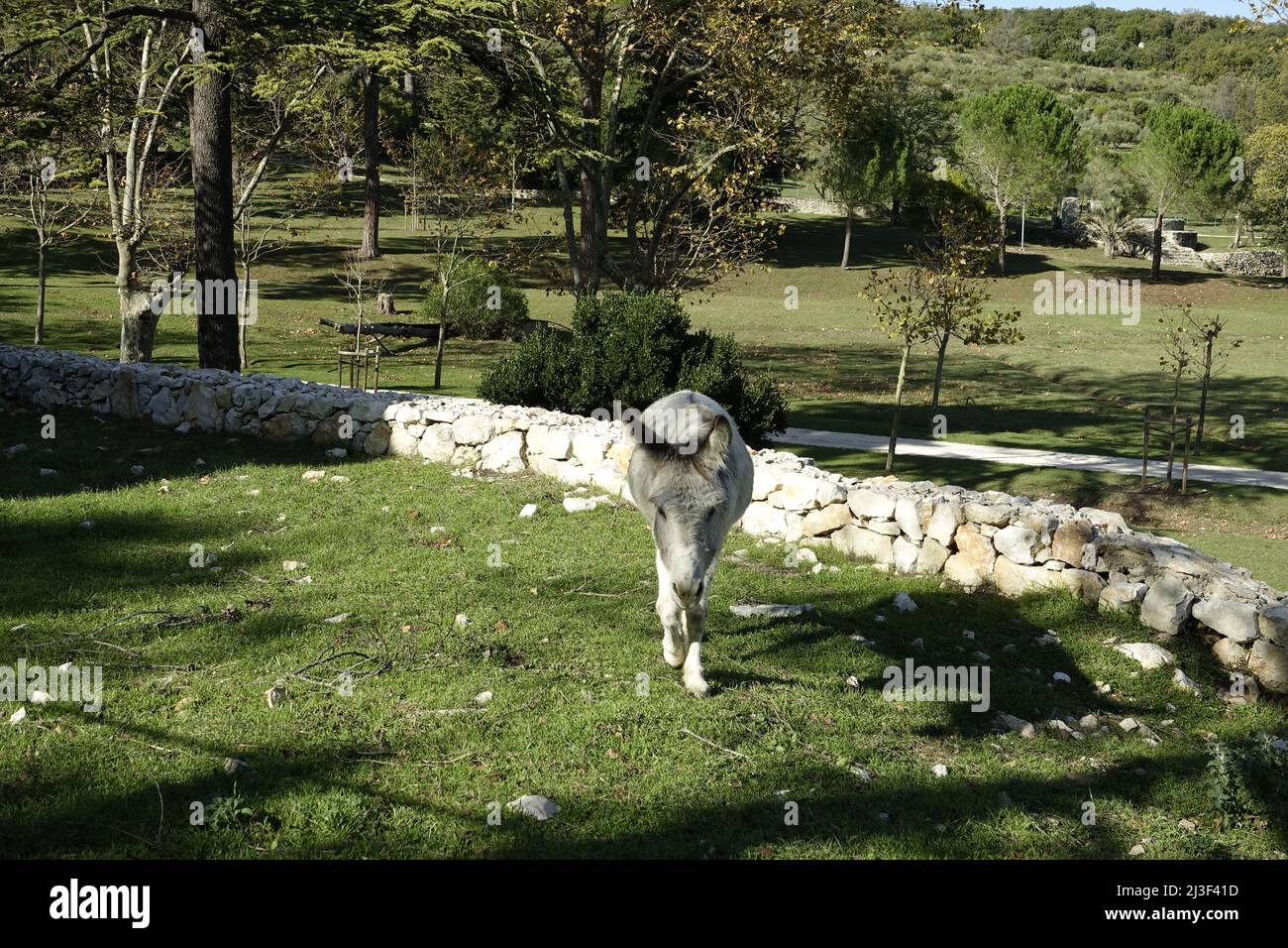 L'asino bianco a la Valette du Var f 83 Foto Stock