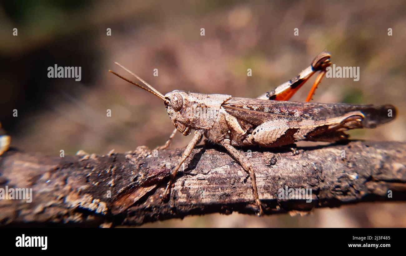 Gorgeous grasshopper on tree branch.Xenocatantops humilis è la specie tipo di cavallette del suo genere, appartenente alla famiglia Acrididae Foto Stock