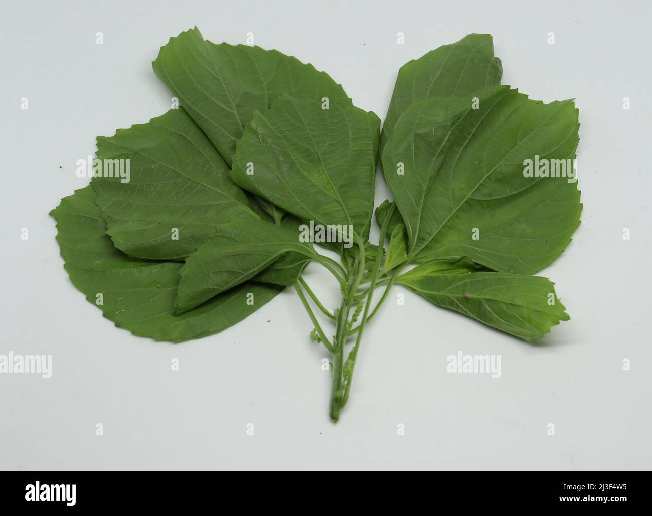 Indian Nettle, foglia, Acalypha indiano (ACALYPHA INDICA) foglie medicinali usi. Dal trattamento del freddo, tosse e pelle con sfondo bianco Foto Stock