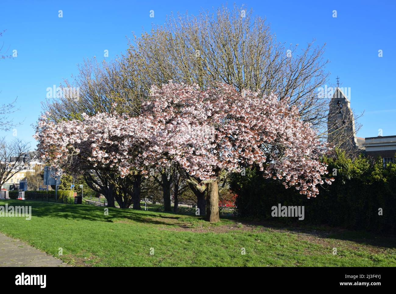 03/04/2022 Gravesend Regno Unito Blossom apertura in una bella mattinata di primavera a St Andrew’s Gardens, Gravesend. Foto Stock