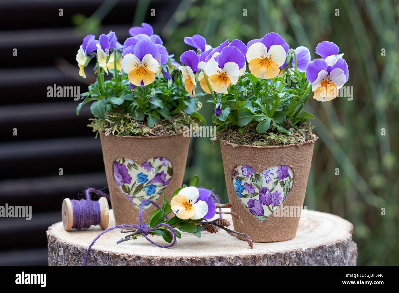 fiori di viola in pentole con ornamento di cuore come decorazione floreale primavera Foto Stock