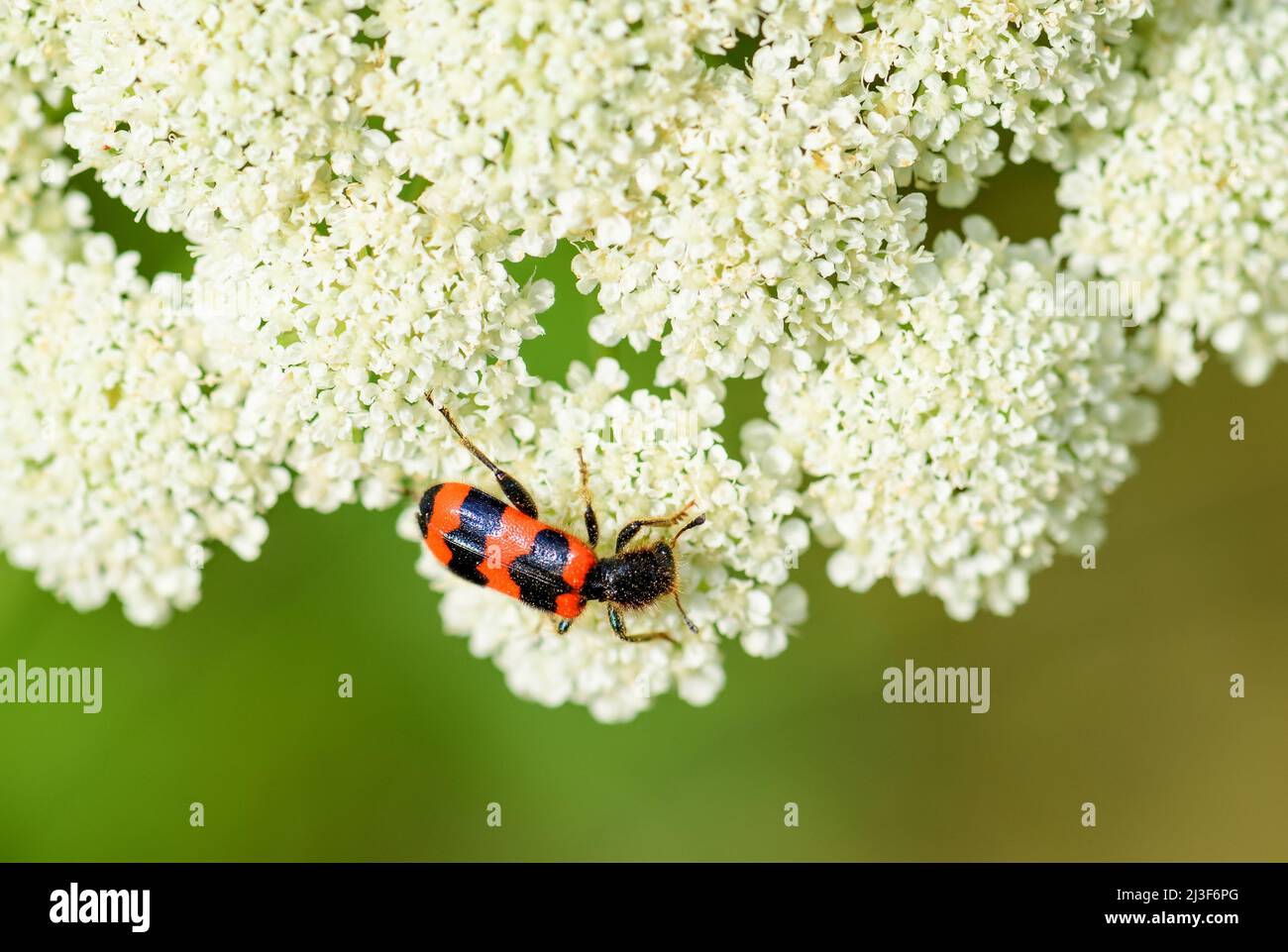 Ape Beetle - Trichodes apiarius, piccolo e bello scarabeo dalle foreste e dai boschi europei, Repubblica Ceca. Foto Stock