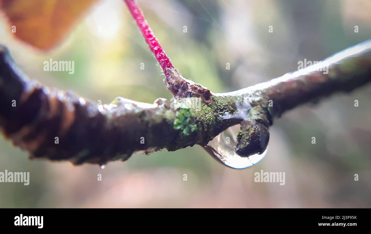 Goccia lucida appesa al ramo dell'albero Foto Stock
