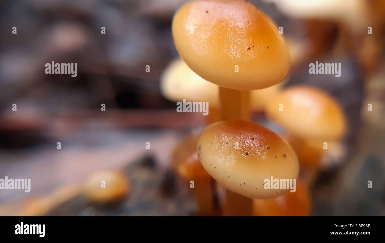 Bella piccola foto di funghi marroni. Funghi selvatici di himalaya Foto Stock