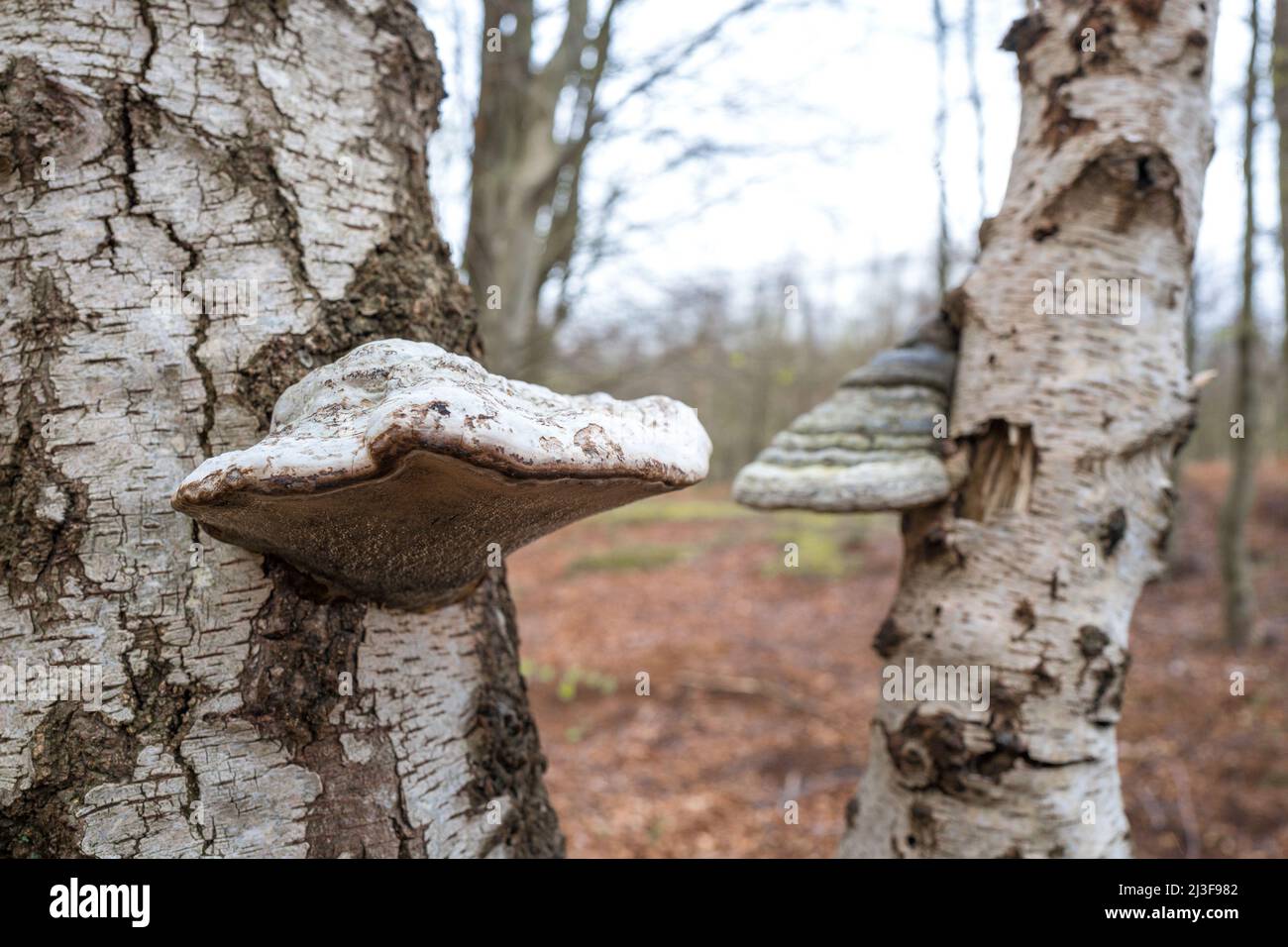 Fomitopsis betulina, comunemente nota come polipo di betulla. Foto Stock
