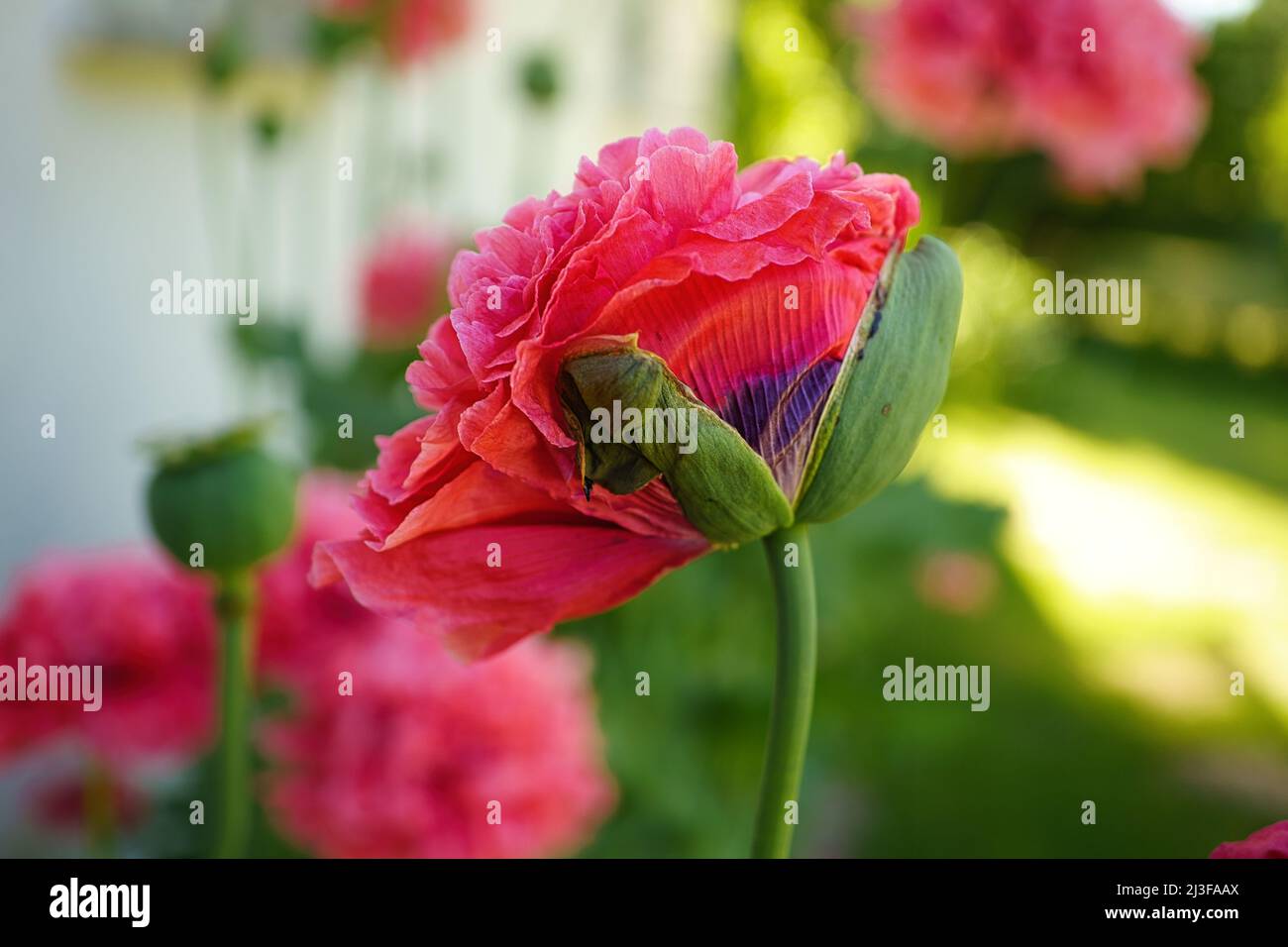 Fiore di papavero in primo piano. Petali filigrana in rosa con foglie verdi sullo sfondo. Dettaglio fiori foto Foto Stock