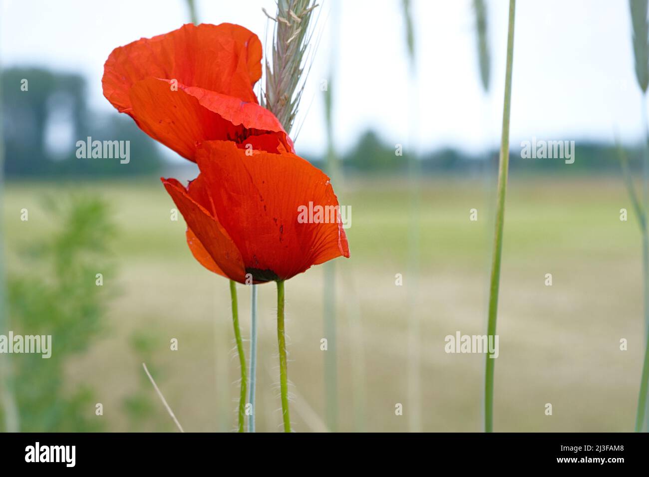 sorseggia papaveri in un prato estivo. spruzzi di colore rosso. i delicati petali isolati. Fiori foto. Foto della natura Foto Stock