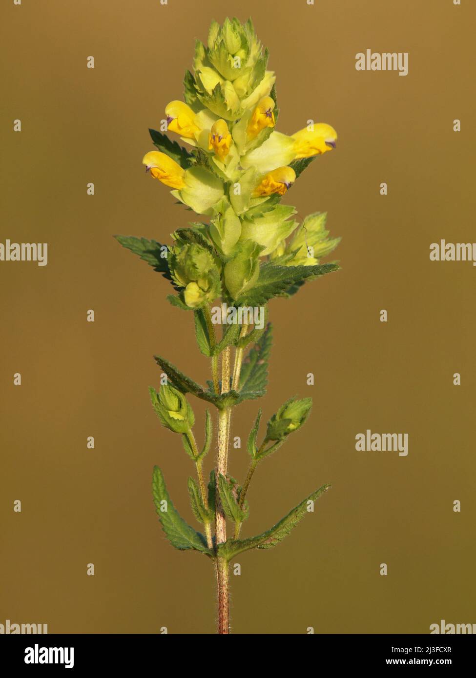 Fiore selvatico di Rattle giallo su un prato. Rhinanthus Foto Stock