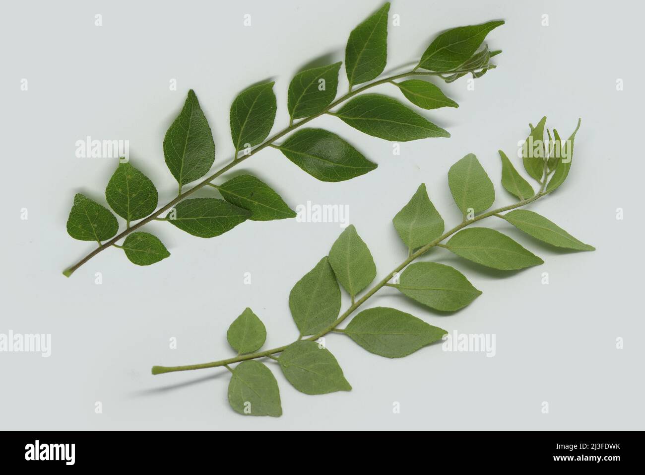 Curry Leaf Tree Immagini e Fotos Stock - Alamy