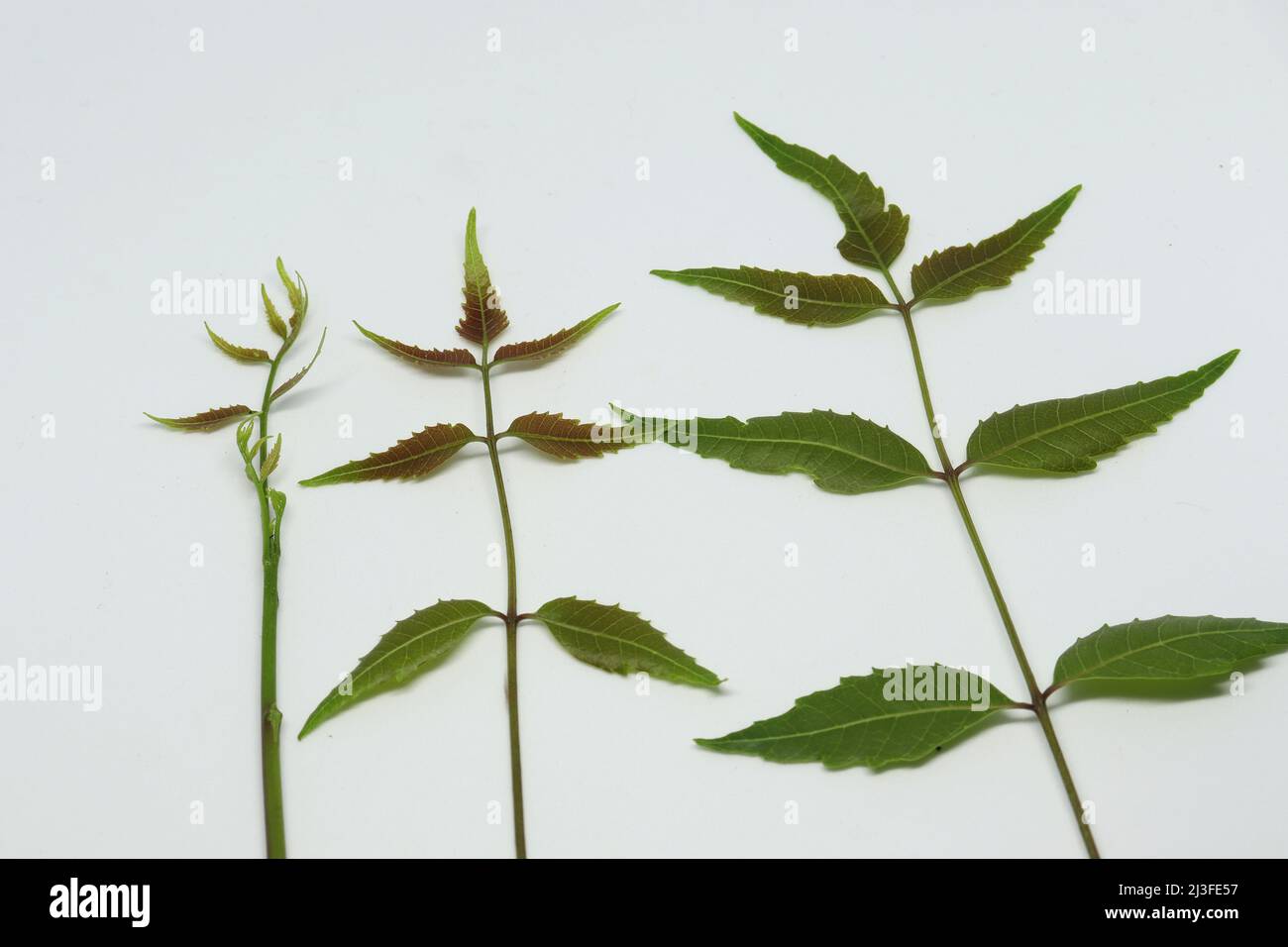 Foglia di neem foglia di abete bianco Foto Stock