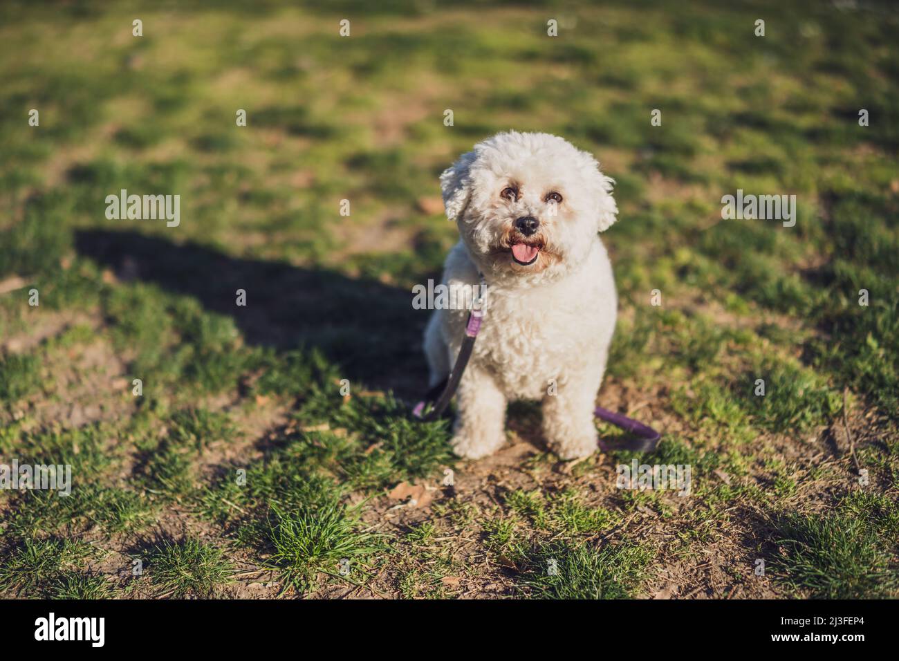 Cani bianchi Bichon Frise seduti sull'erba il giorno di sole. Foto Stock