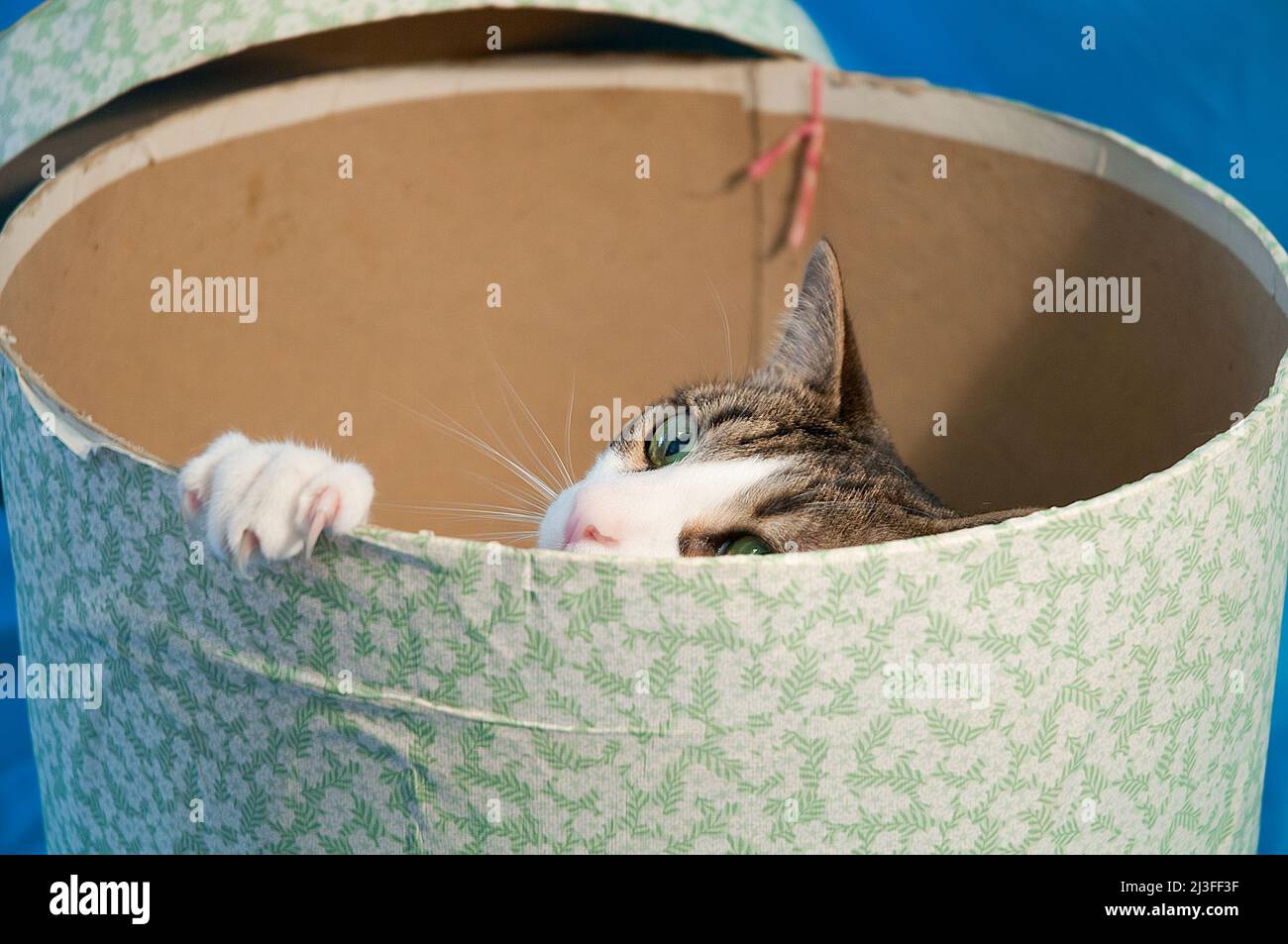 Tabby e gatto bianco nascosto in una scatola di cappello. Foto Stock