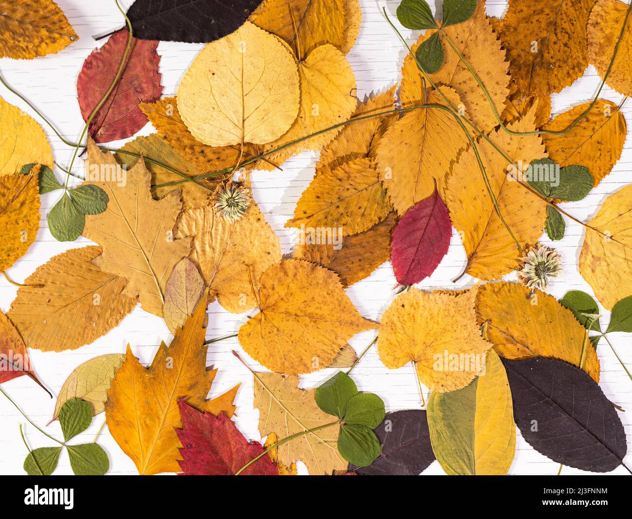 Erbario di foglie secche d'autunno. Sfondo autunnale, motivo, composizione. Vista dall'alto. Foto Stock