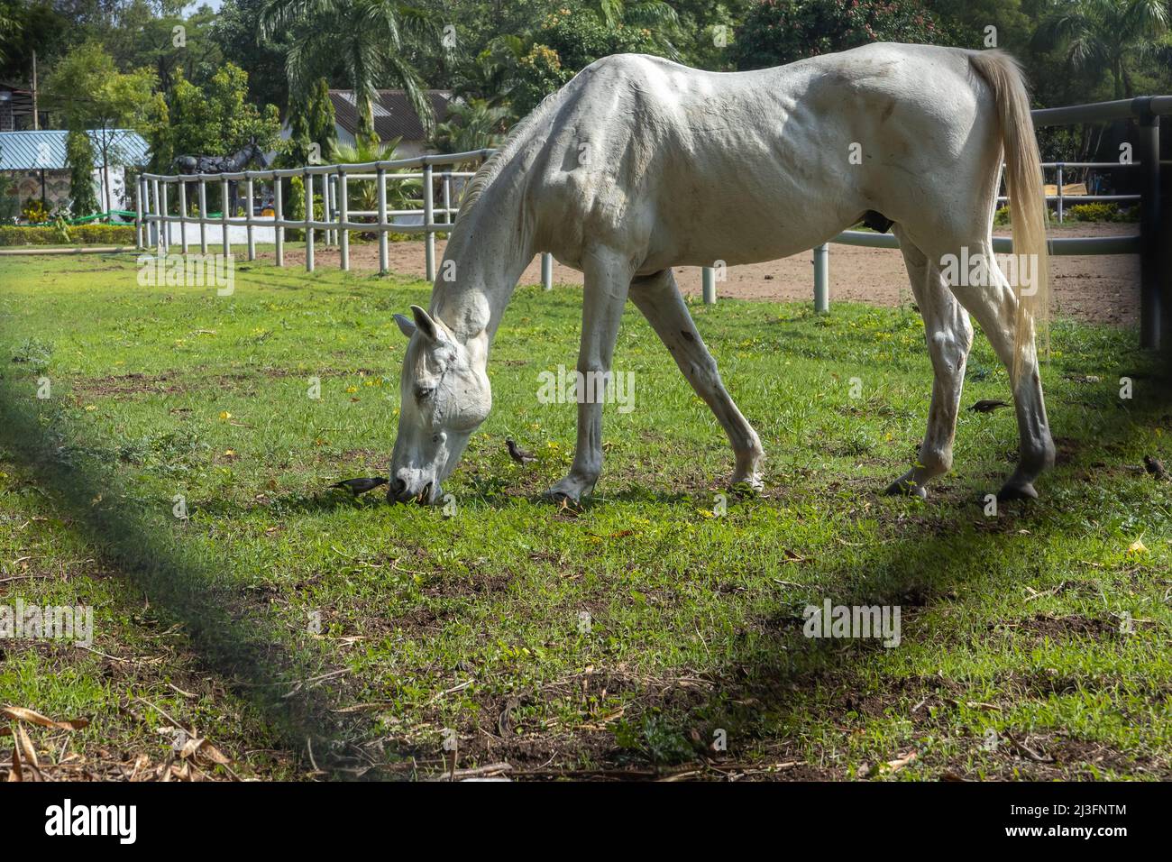 Un bel cavallo bianco pascolo nei pascoli aperti di un ranch Foto Stock