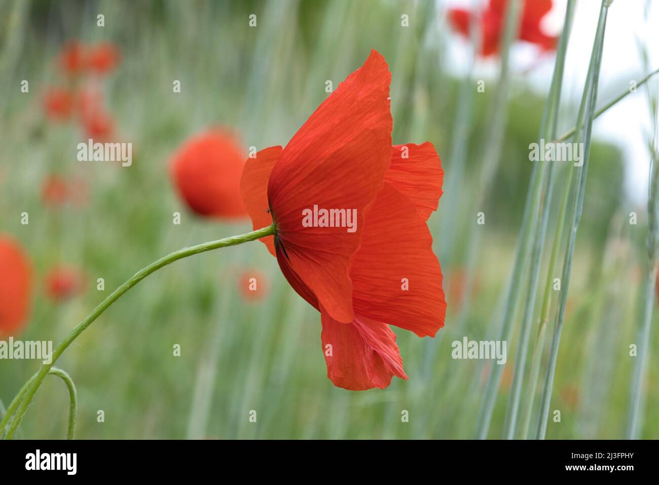 sorseggia papaveri in un prato estivo. spruzzi di colore rosso. i delicati petali isolati. Fiori foto. Foto della natura Foto Stock