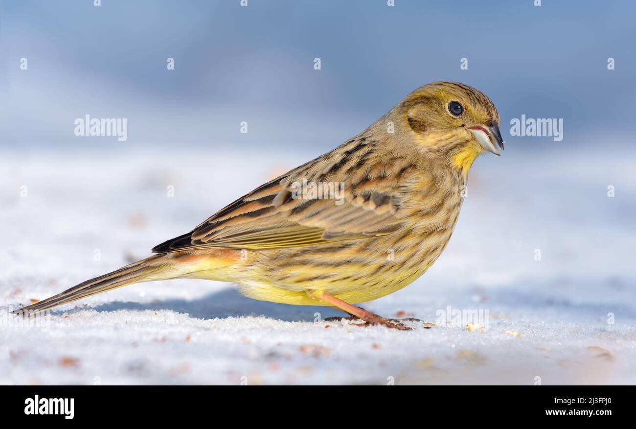 La luminosa donna Yellowhammer (Emberiza citrinella) si erge sulla neve in tempo di sole Foto Stock