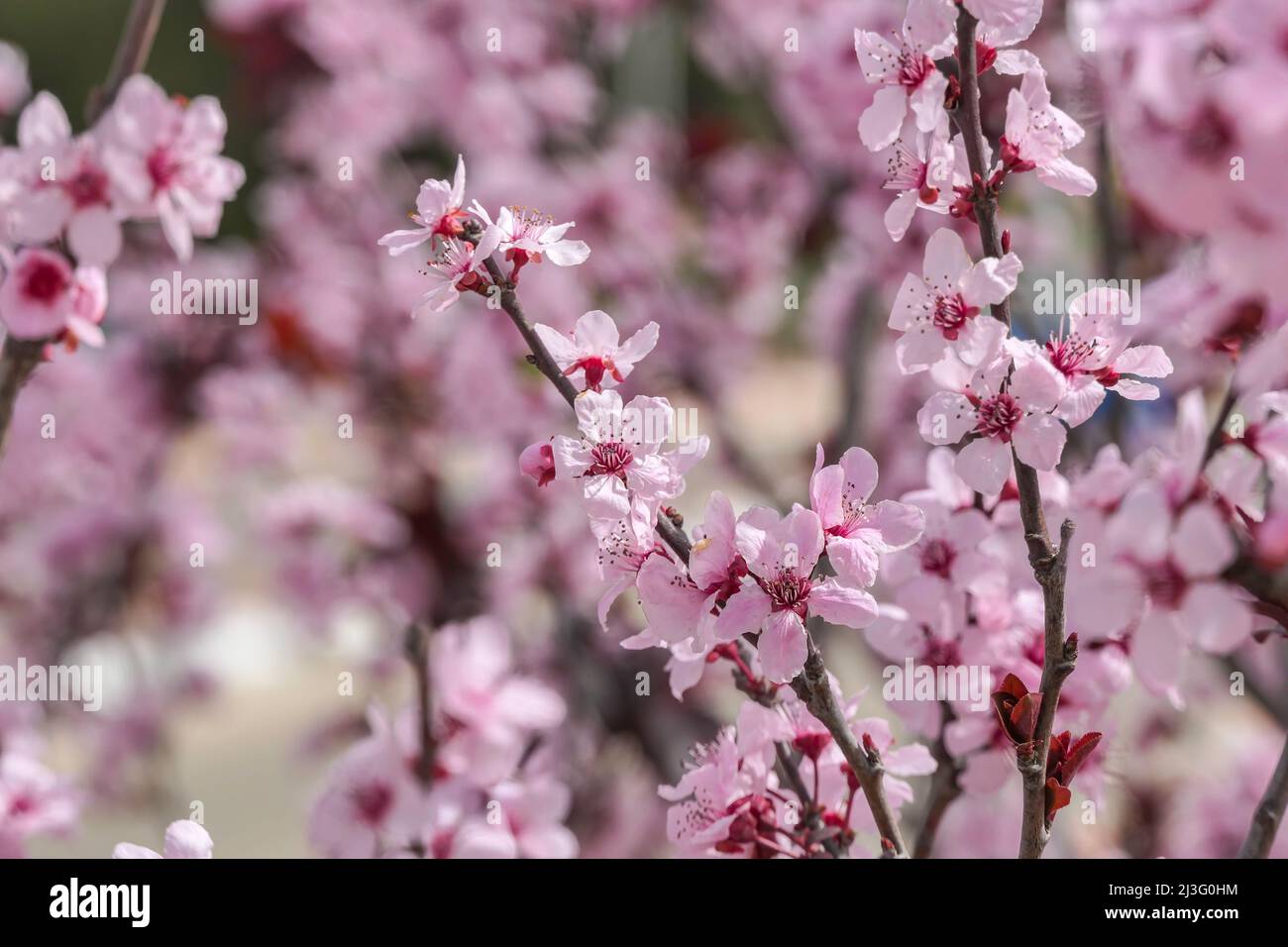 Fiori rosa di una fioritura Prunus cerasifera Pissardi Plum tree closeup su uno sfondo sfocato Foto Stock