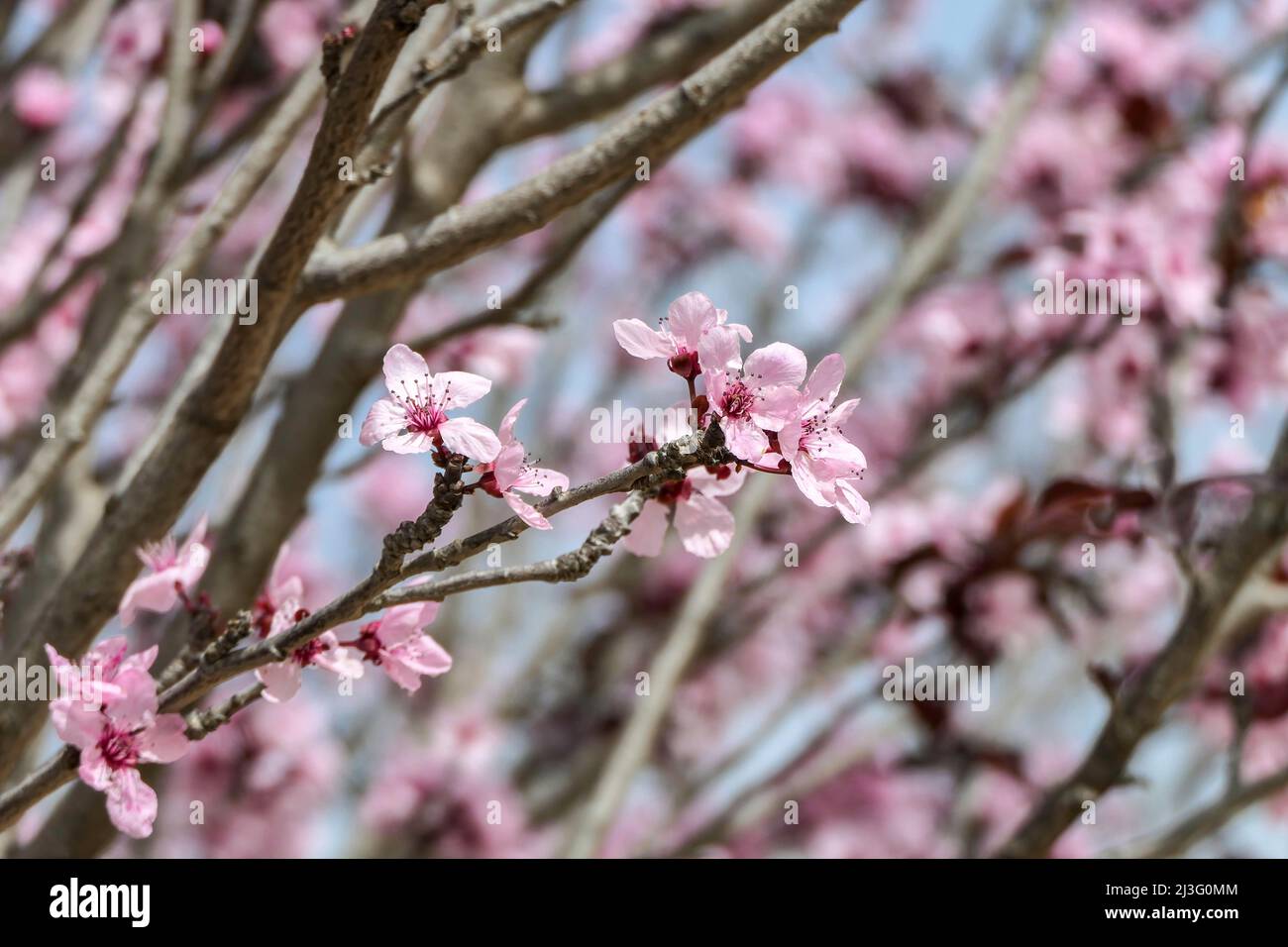 Fiori rosa di una fioritura Prunus cerasifera Pissardi Plum tree closeup su uno sfondo sfocato Foto Stock