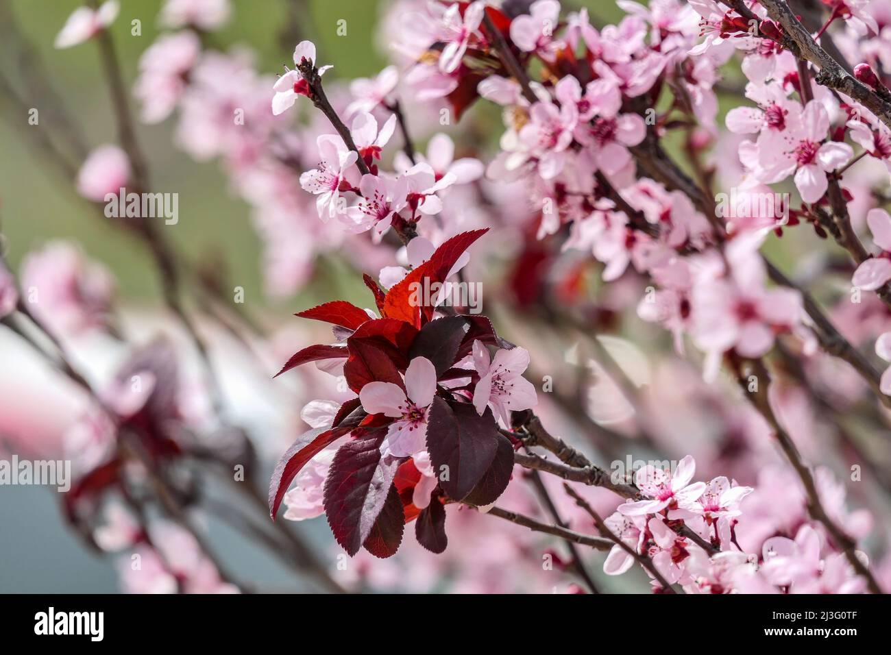 Fiori rosa di una fioritura Prunus cerasifera Pissardi Plum tree closeup su uno sfondo sfocato Foto Stock