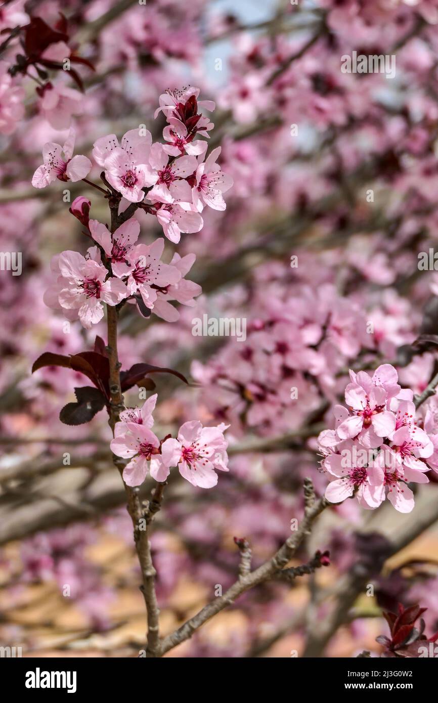 Fiori rosa di una fioritura Prunus cerasifera Pissardi Plum tree closeup su uno sfondo sfocato Foto Stock