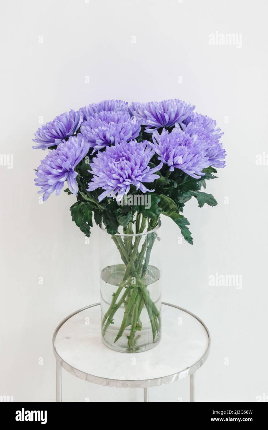 Fiori di crisantemi in vaso di vetro trasparente su sfondo bianco. Foto Stock