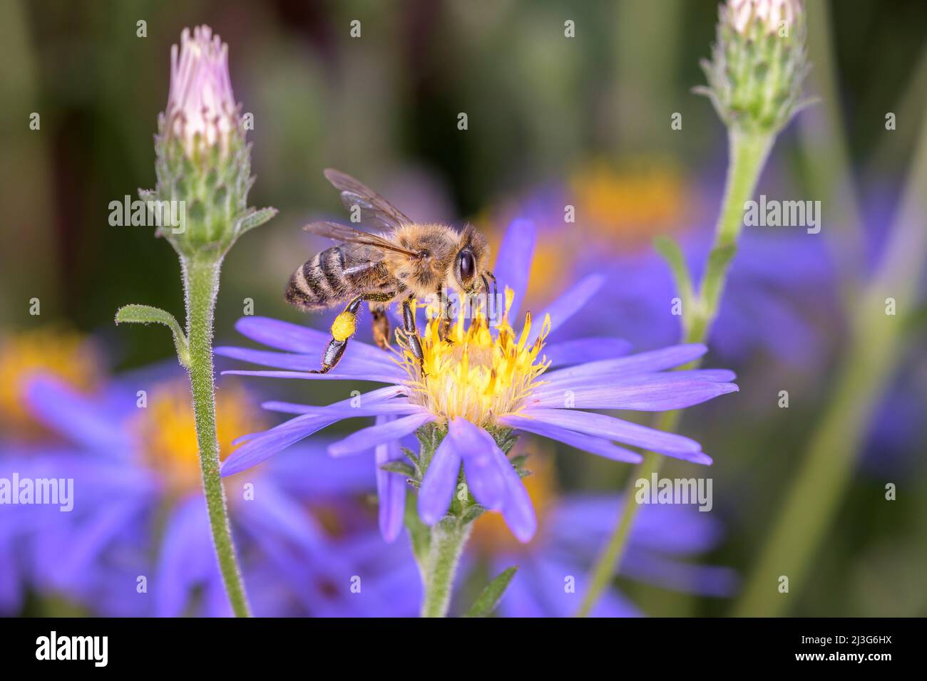 Ape - Apis mellifera - Pollinates Rice Button Aster o Bushy Aster - Aster Domusus Foto Stock