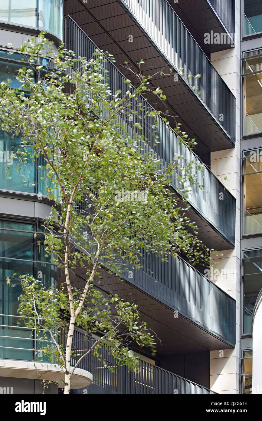 Albero di betulla e ringhiera del balcone. 66 Shoe Lane, Londra, Regno Unito. Architetto: Stiff + Trevillion Architetti, 2020. Foto Stock