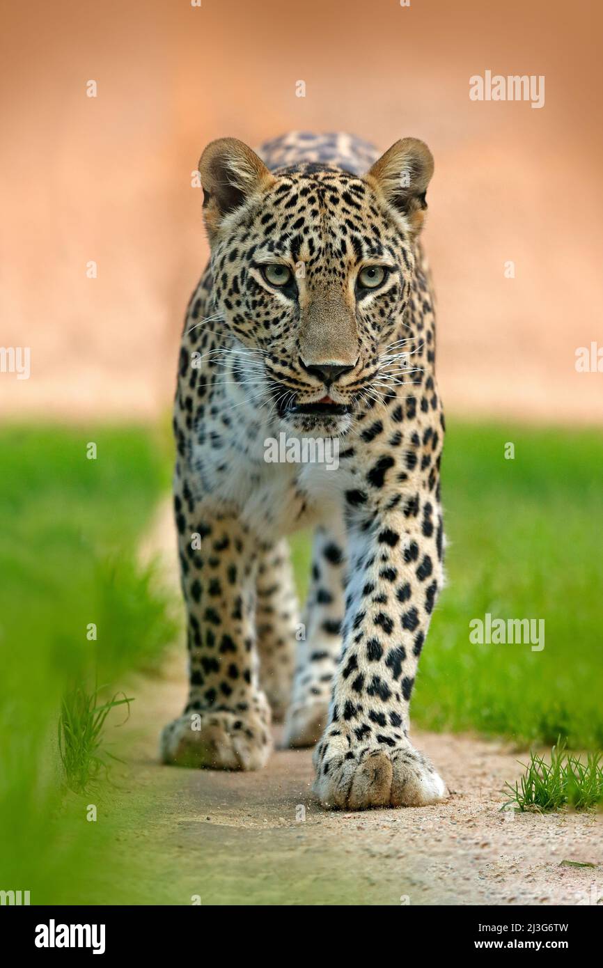 leopardo persiano o leopardo caucasico dell'Asia centrale, Panthera pardus saxicolor, ritratto facciale di gatto selvatico. Scena faunistica dalla natura Arabia. Lepr Foto Stock
