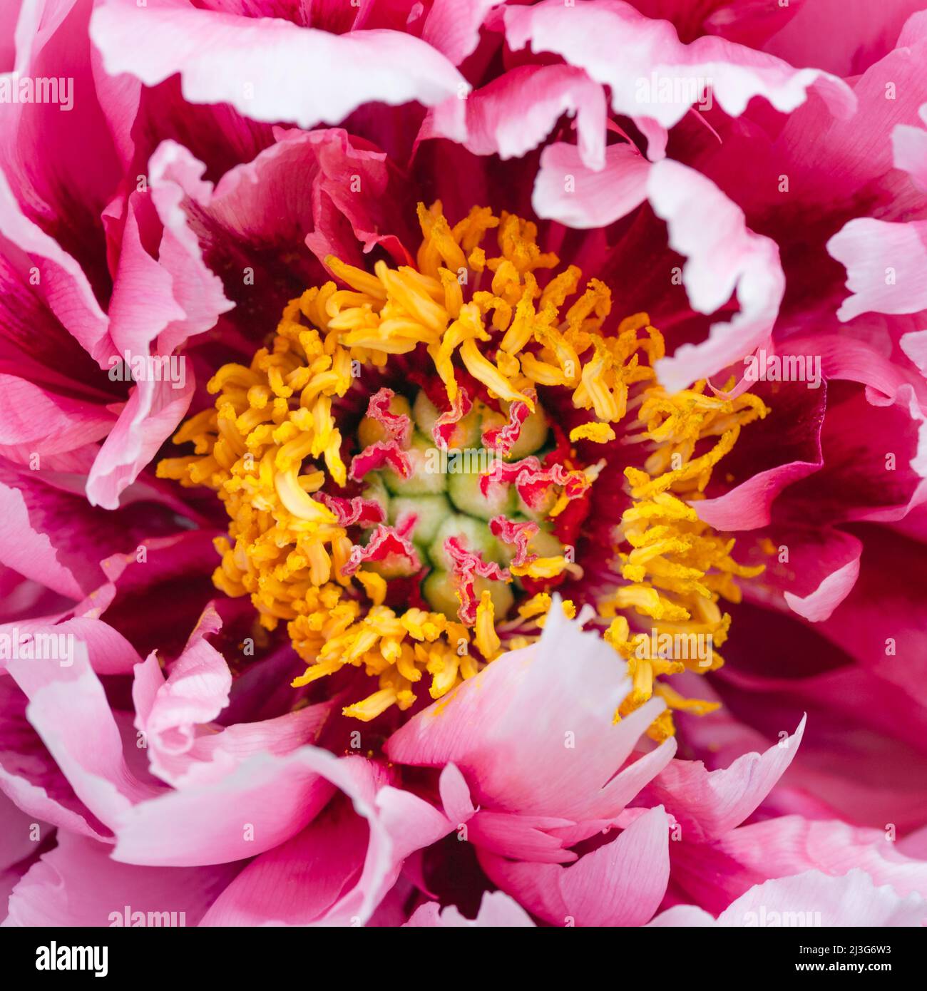 Primo piano o macro di bel fiore di peonia rosa. Foto Stock