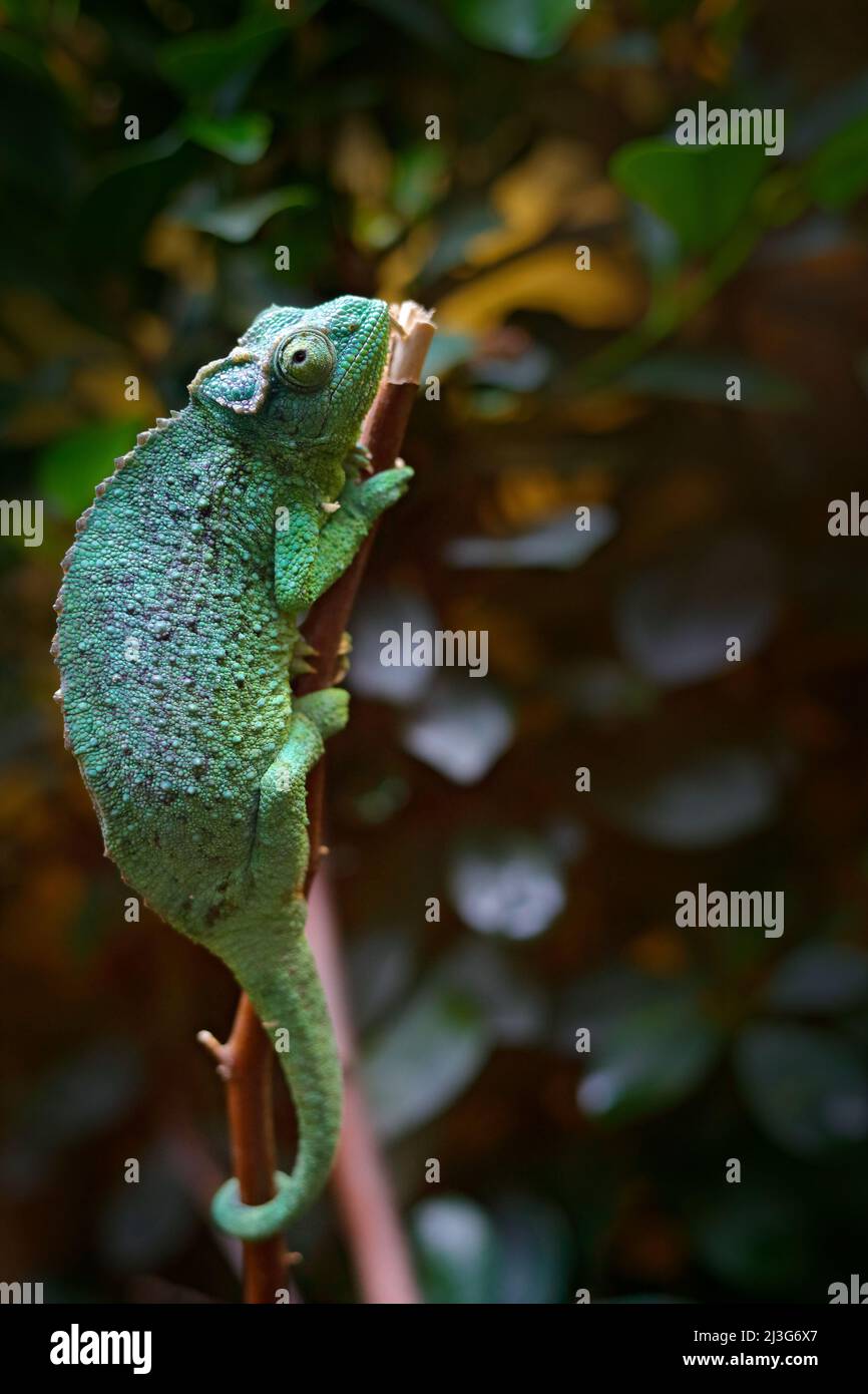 Jackson's Chameleon o Chameleon a tre corni, Chamaeleo jacksonii, lucertola in habitat naturale. Chameleon nella foresta africana. Animale da Kenya mounta Foto Stock