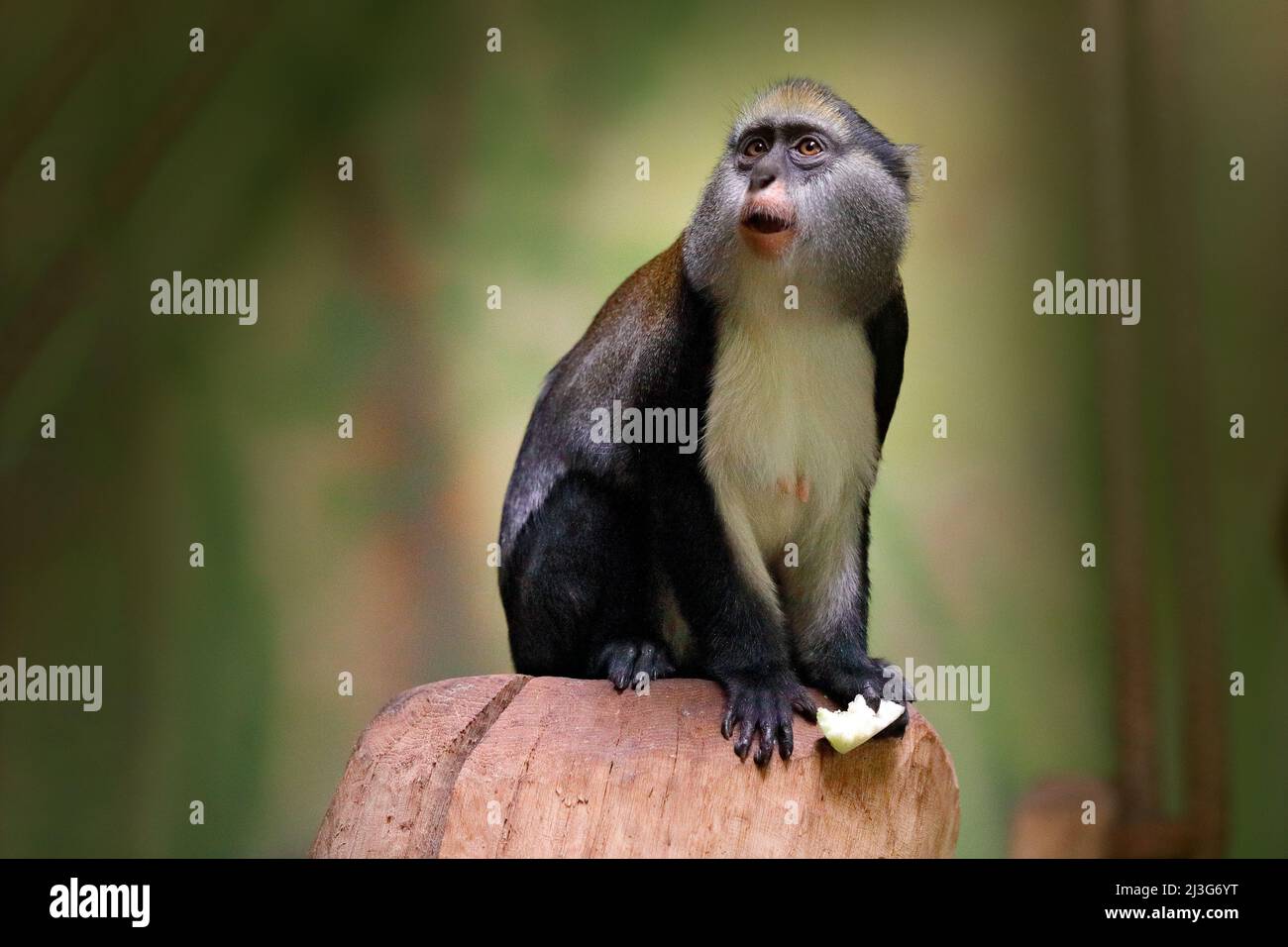 Scimmia mona di Campbell o scimmia guenone di Campbell, Cercopithecus campbelli, in habitat naturale. Foresta animale. Primate della Costa d'Avorio, Gambia, Ghan Foto Stock