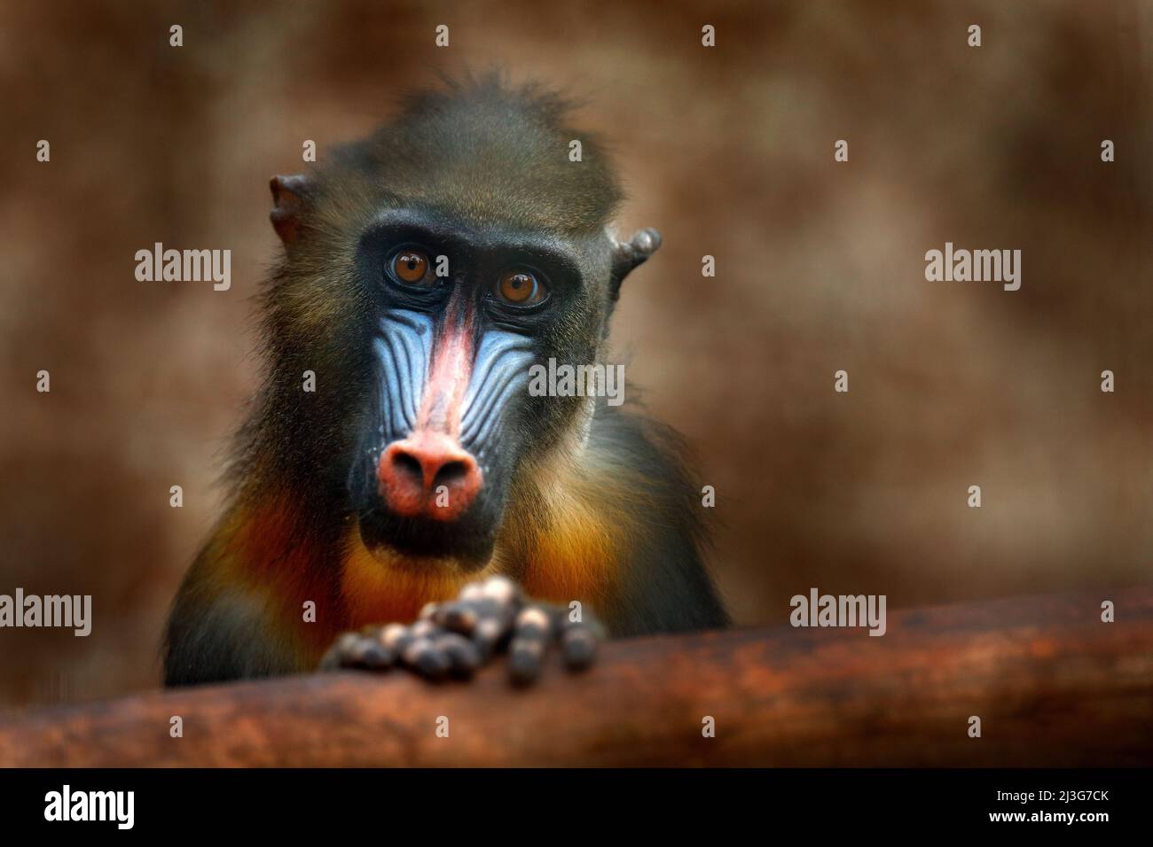 Mandrill, mandrillo sfinge, scimmia primate, seduta su ramo di albero in foresta tropicale scuro. Animale in habitat naturale, in foresta. Ritratto dettagliato di mon Foto Stock