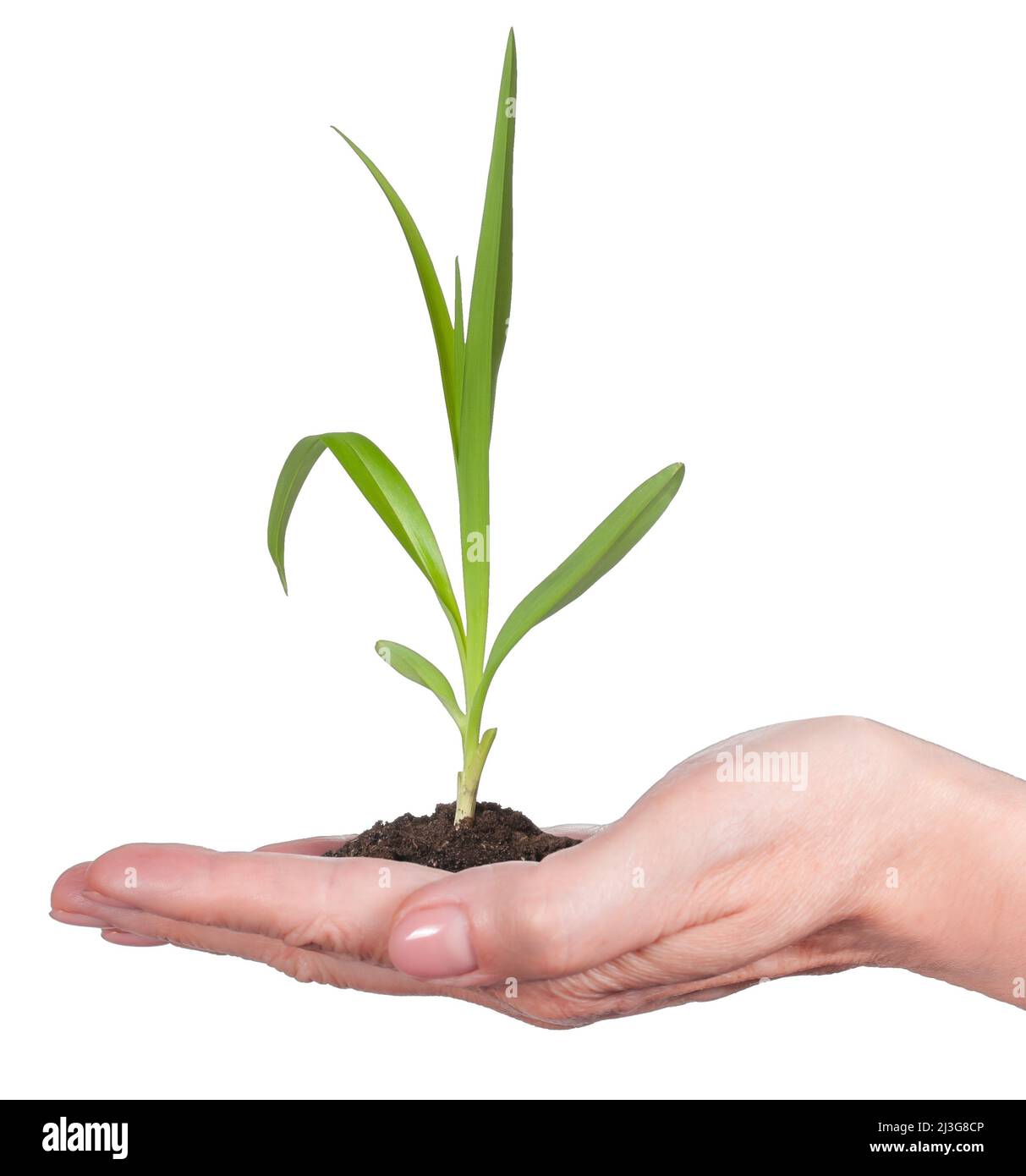 mano femminile con germoglio verde isolato su sfondo bianco Foto Stock