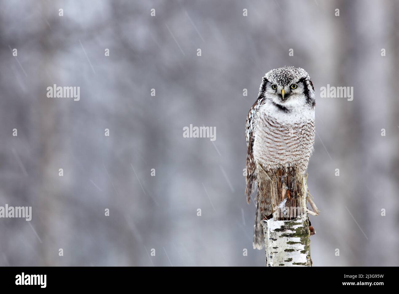 Hawk gufo, foresta innevata, fauna selvatica invernale in Finlandia. Uccello nell'habitat naturale. Gufo seduto sul tronco dell'albero. Foresta di betulla con uccello. Foto Stock