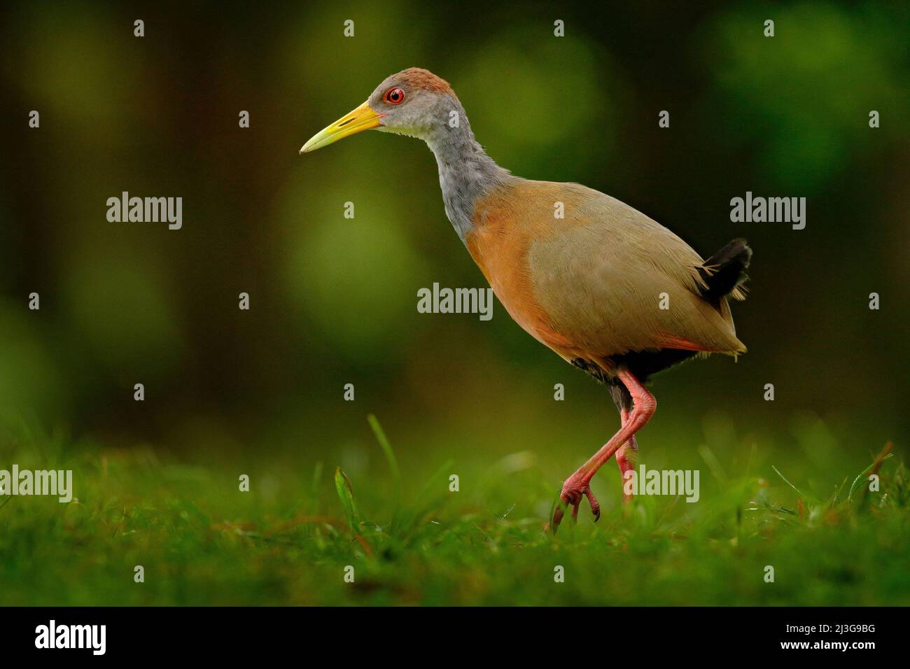 Wood-Rail a collo grigio, Aramides cajanea, camminando sull'erba verde nella natura. Heron nella foresta tropicale scura. Uccello nella natura foresta habitat. ANI Foto Stock