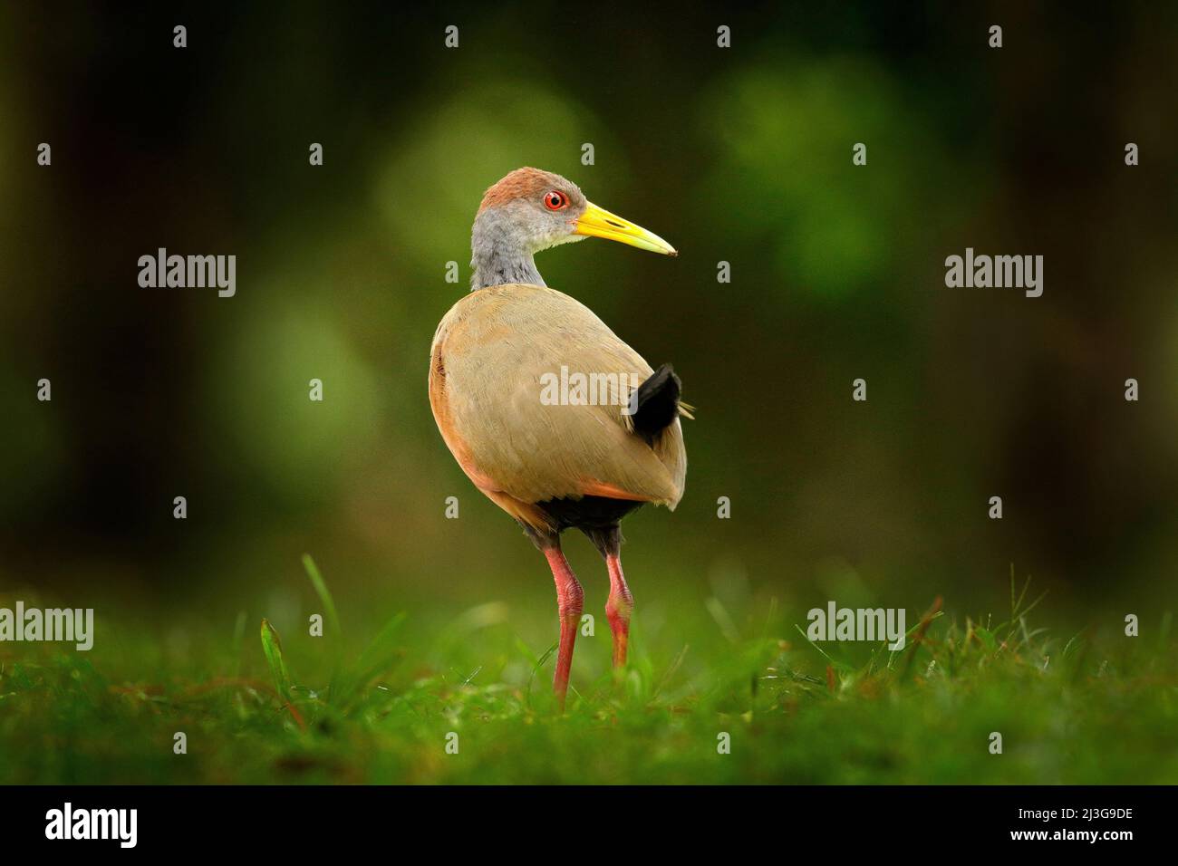 Wood-Rail a collo grigio, Aramides cajanea, camminando sull'erba verde nella natura. Heron nella foresta tropicale scura. Uccello nella natura foresta habitat. ANI Foto Stock