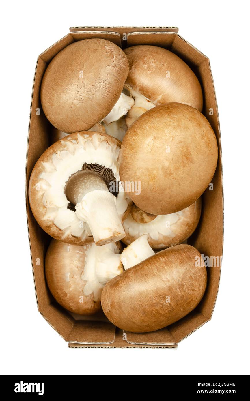 Funghi bruni, interi, crudi e giovani, in un vassoio di carta Agaricus bisporus, conosciuto come funghi bruni svizzeri, romani o italiani. Foto Stock