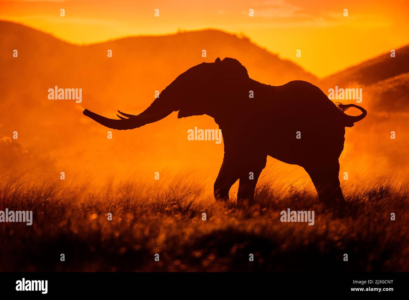 Elefante stellato ed agitato, usando il tronco per odorare, coda in su, ambiente polveroso Foto Stock