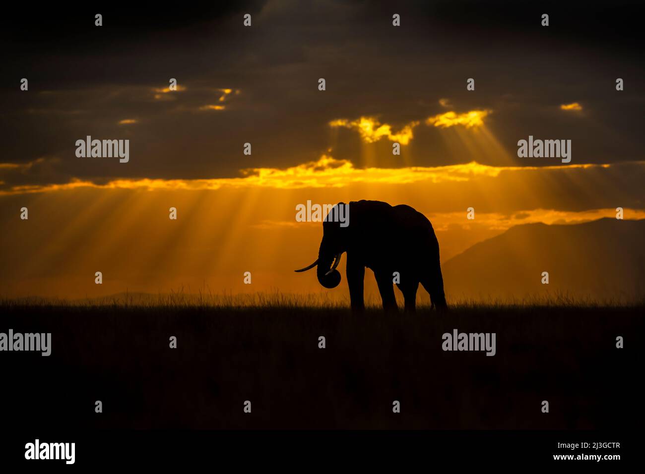 Un elefante africano si erge maestosamente all'orizzonte come 'i raggi di dio' di luce perforano attraverso le nuvole al tramonto, Amboseli, Kenya Foto Stock