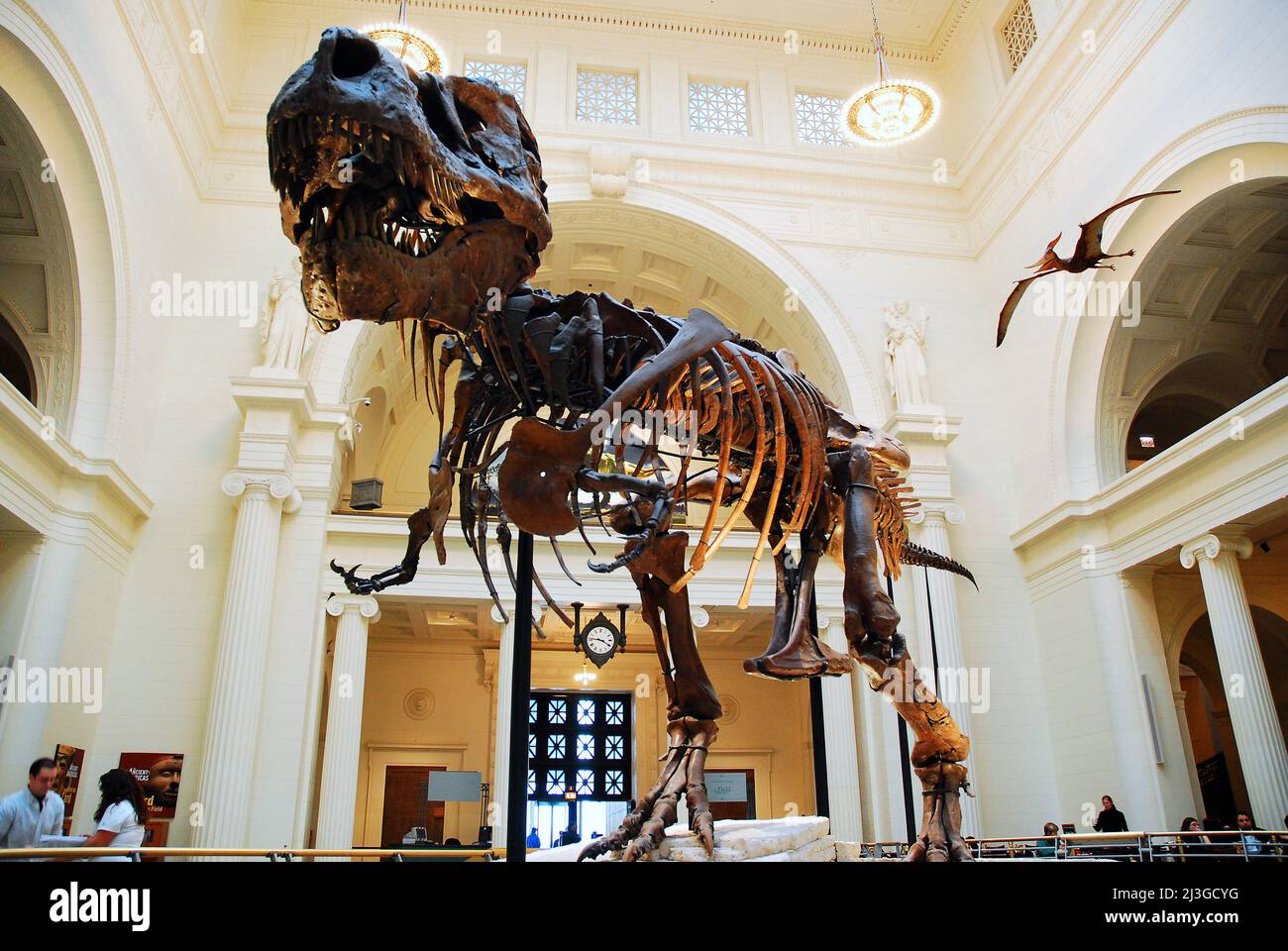 Sue, il più completo T Rex mai scoperto, in mostra al Field Museum di Chicago Foto Stock