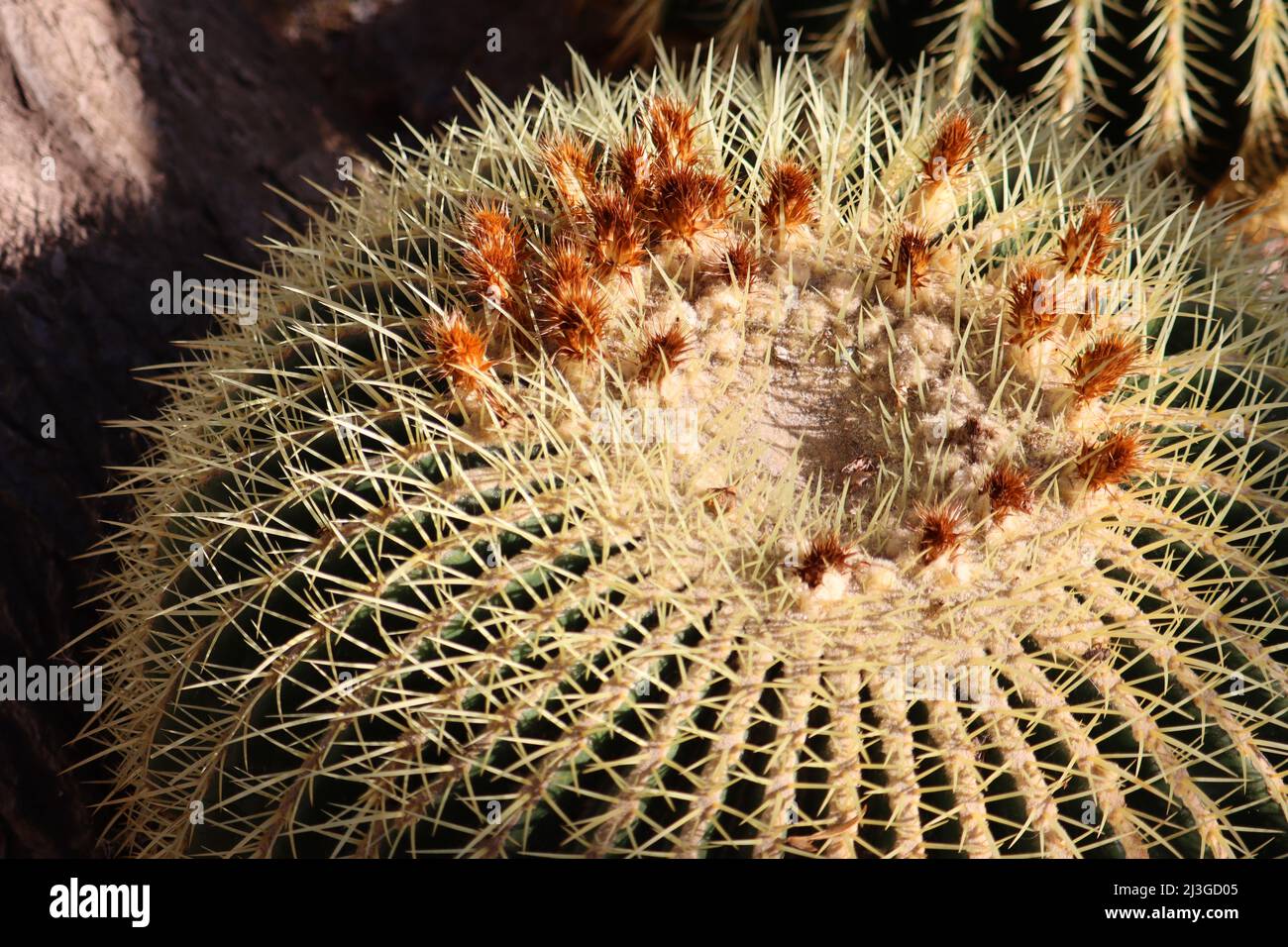 Cima giù primo piano di un cactus del barile d'oro al tramonto Foto Stock