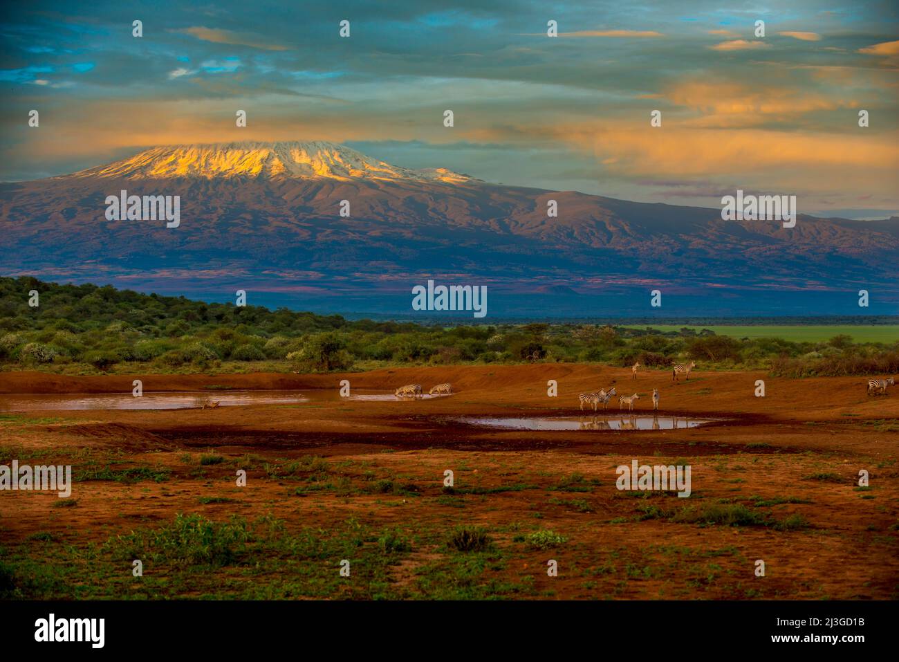 Le zebre sorseggiano un drink da una buca d'acqua naturale con il monte Kilimanjaro in gloriosa chiarezza nella luce del mattino presto all'orizzonte Foto Stock