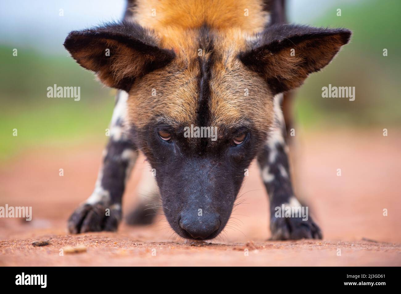 Un basso livello intensivo occhio a occhio connessione con un cane Wilde africano Foto Stock