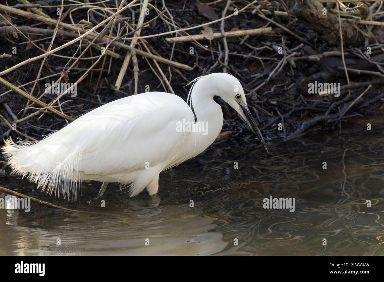 Piccola egretta (Egretta garzetta) stagione primaverile puro bianco piumaggio testa plumes lungo collo pugnale come nero punta becco lungo nero gambe giallo piedi Foto Stock