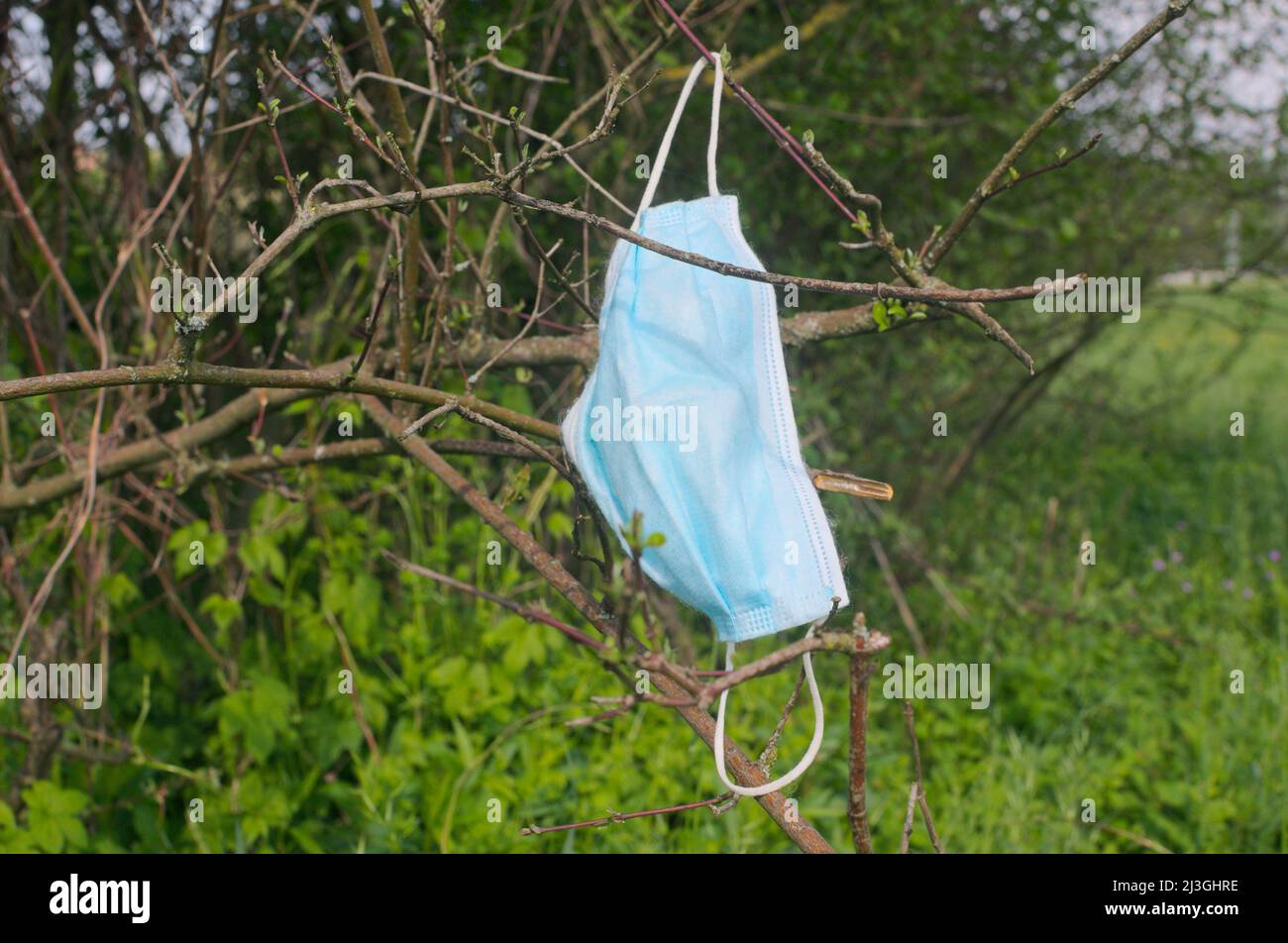 maschera chirurgica scartata intrappolata in ramoscelli di cespuglio Foto Stock