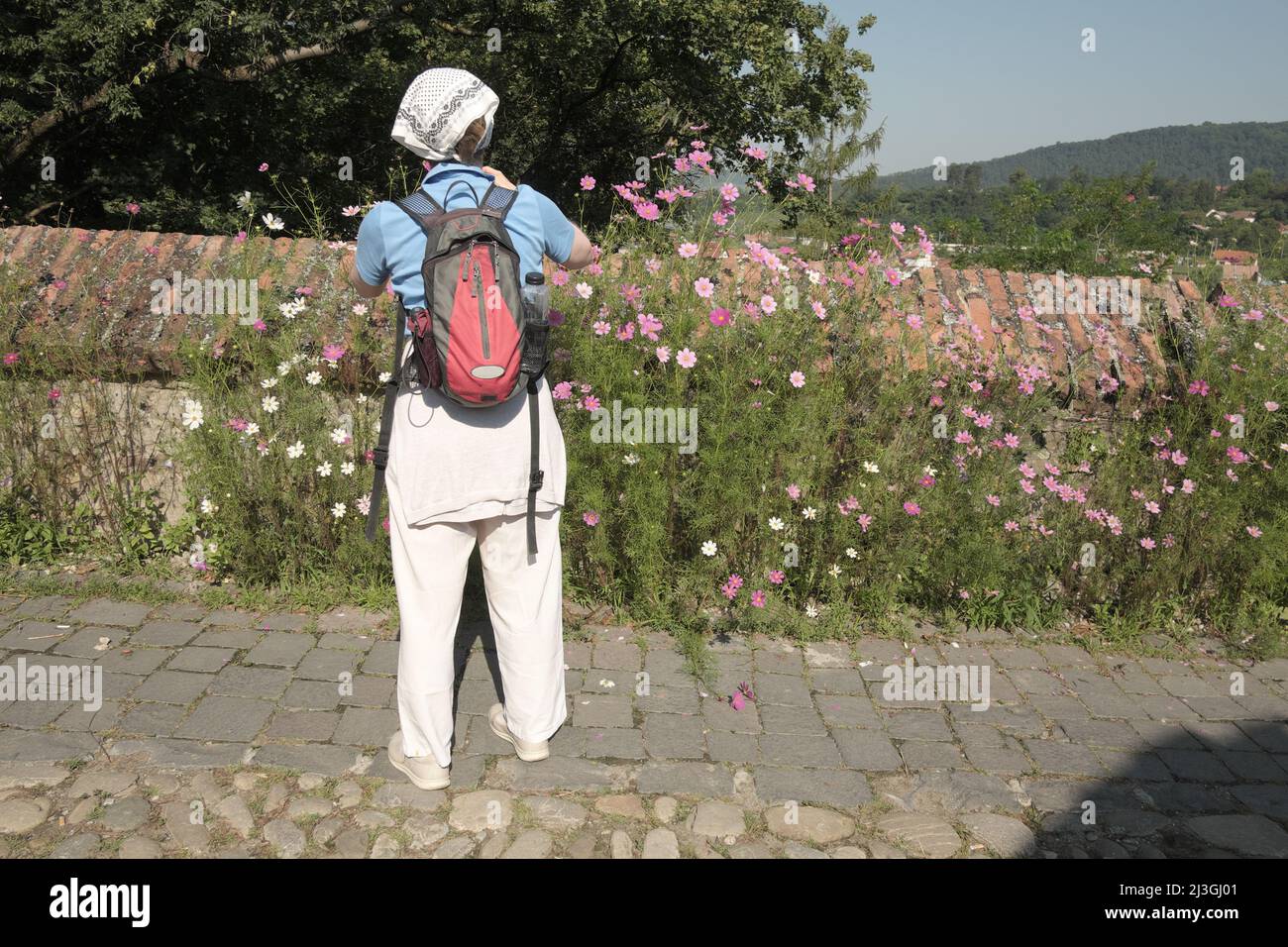 Donna turistica con zaino godendo il tempo di fronte ai fiori in fiore nella città medievale fortificata di Sighisoara, Romania Foto Stock