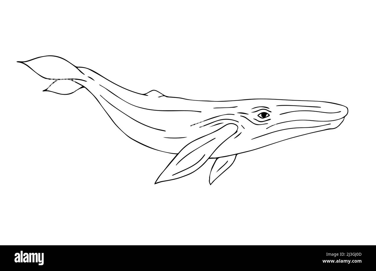 Vettore di scarabeo disegnato a mano schizzo balena blu isolato su sfondo bianco Illustrazione Vettoriale
