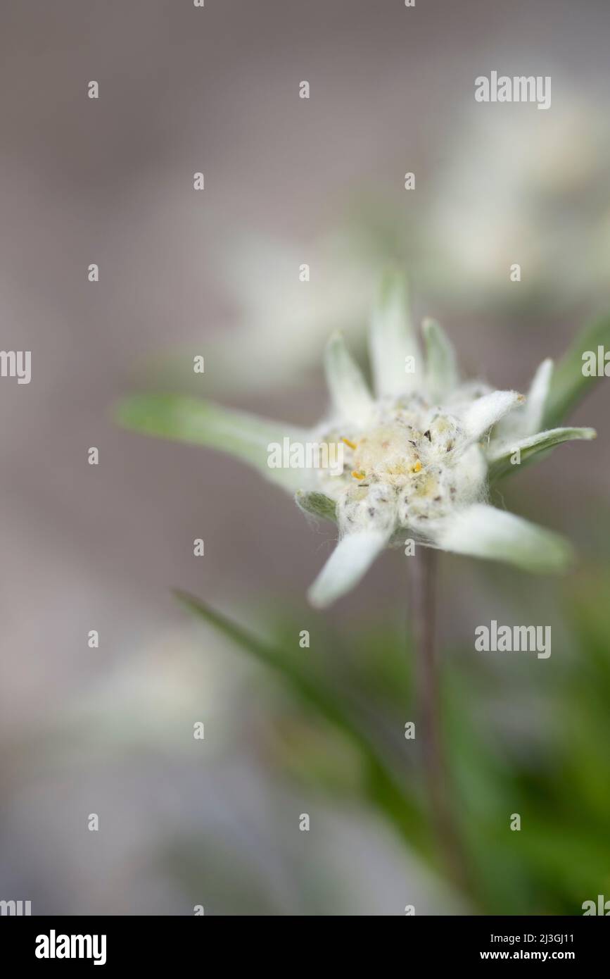 Leontopodium alpinum Edelweiss Foto Stock